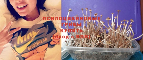 PSILOCYBIN Богородицк